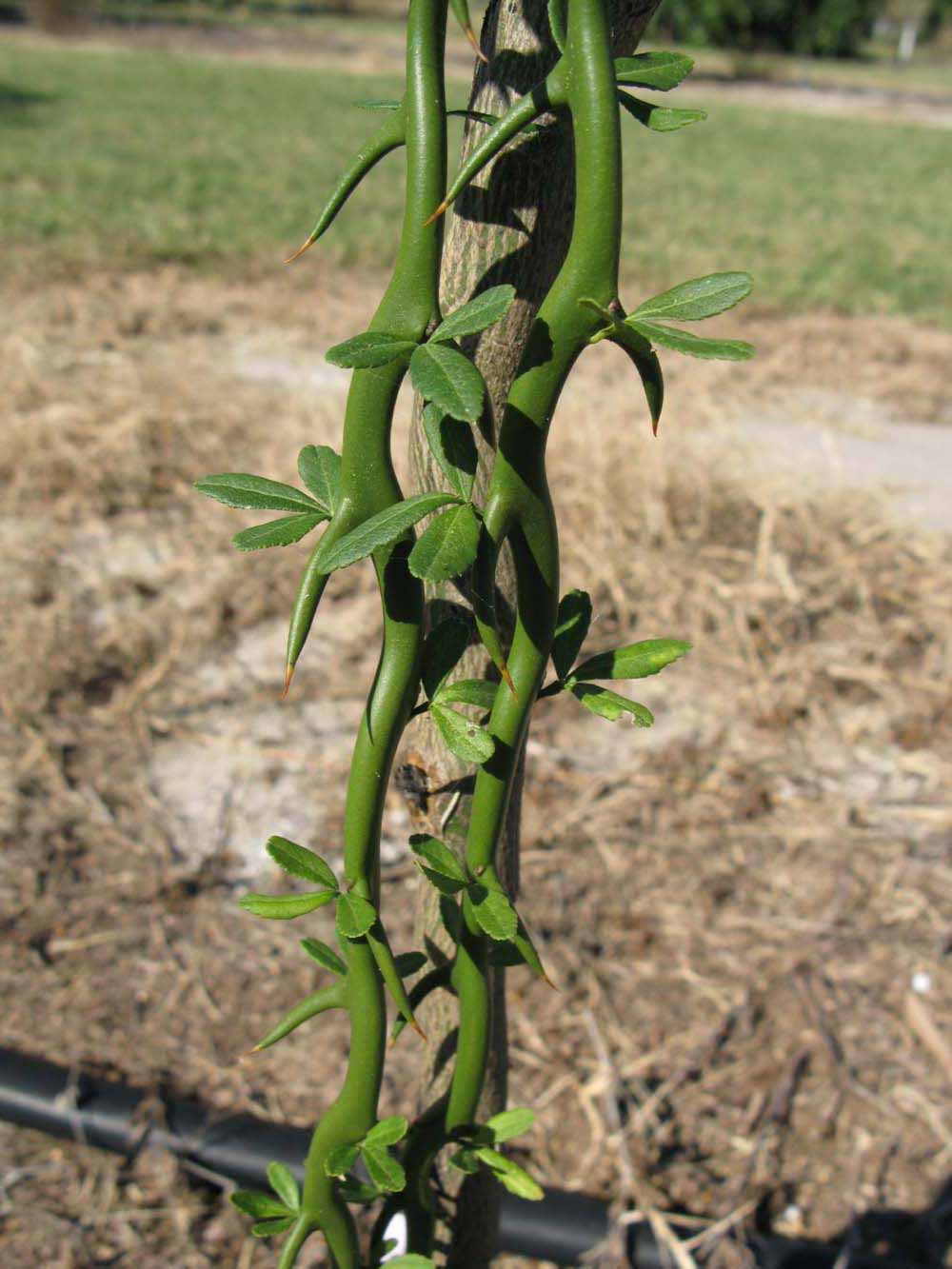            Bark (Winter Haven, FL)   